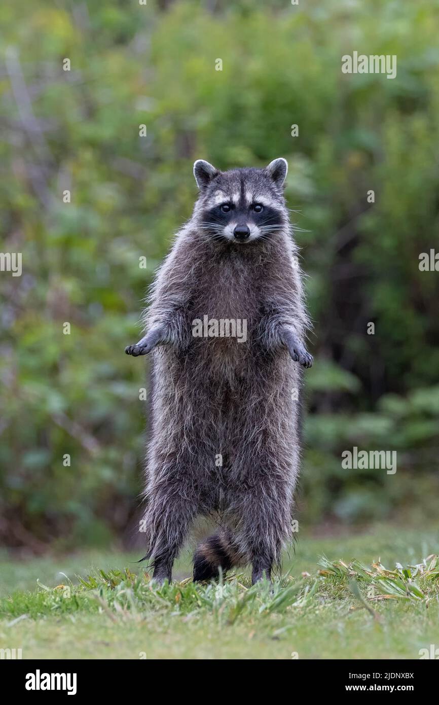 Animale selvatico di Raccoon a Richmond BC Canada Foto Stock