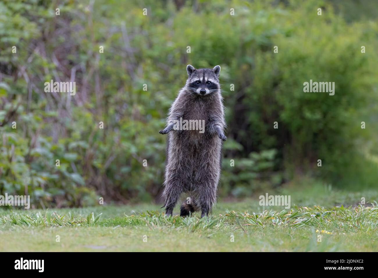 Animale selvatico di Raccoon a Richmond BC Canada Foto Stock