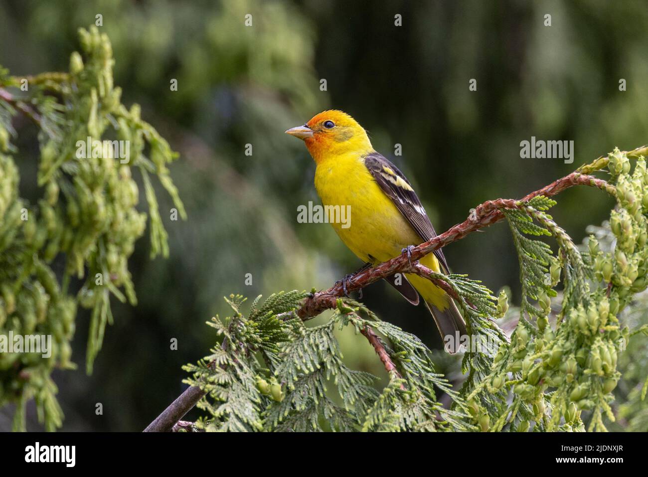 Maschio Western Tanager uccello a Richmond BC Canada Foto Stock