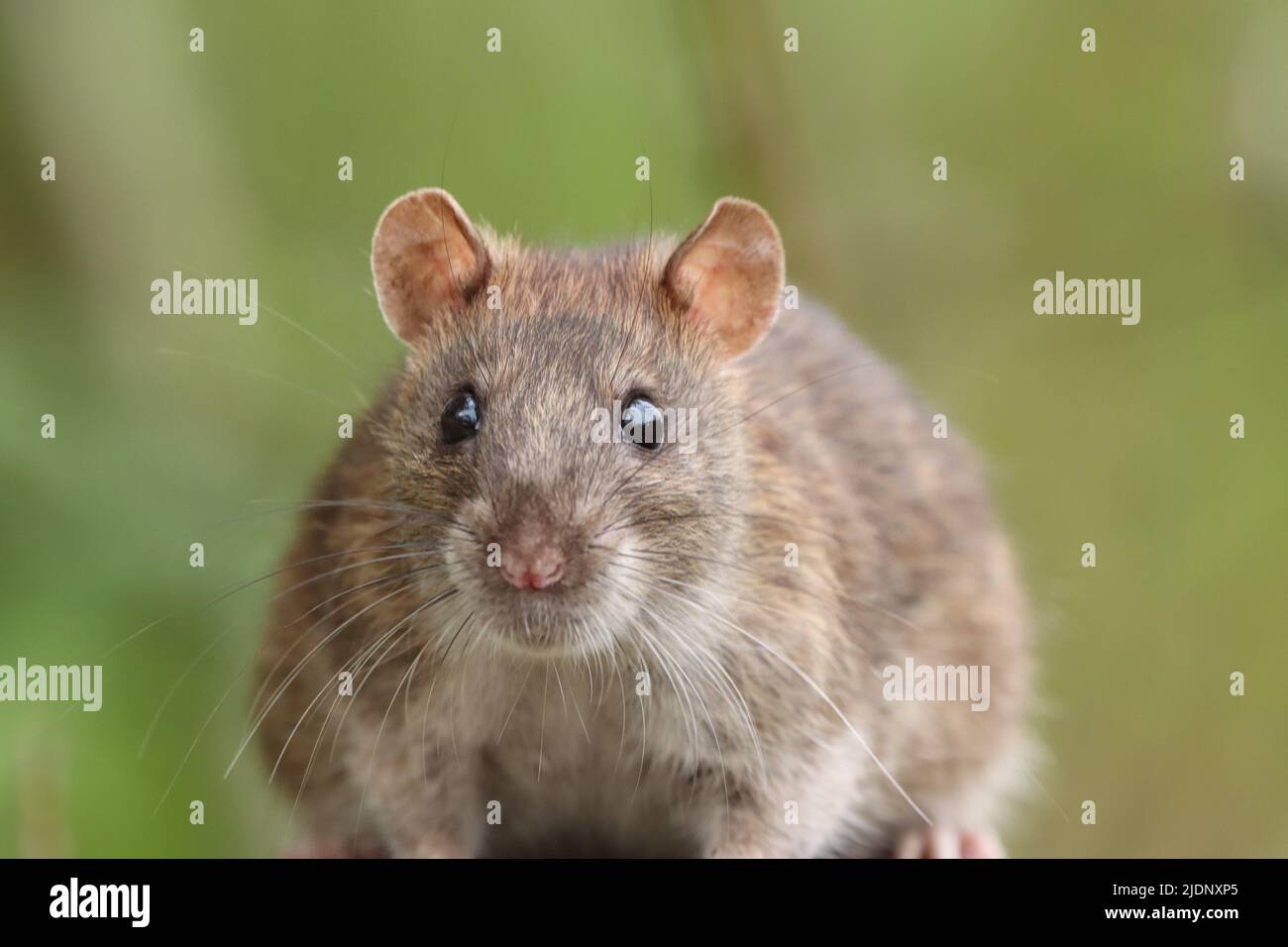 Brown Rat al Daisy Nook Country Park Foto Stock
