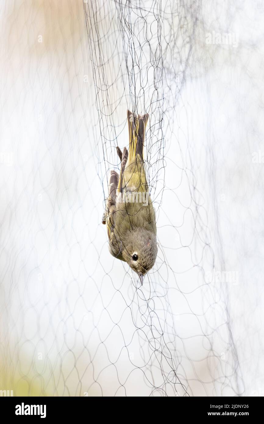 Uccello del kinglet coronato di rubino a Richmond BC Canada, fascettatura dell'uccello Foto Stock