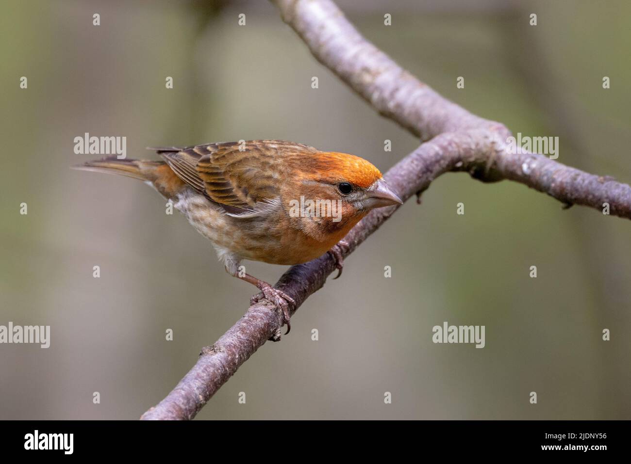 Casa di uccello di finch a Richmond BC Canada Foto Stock