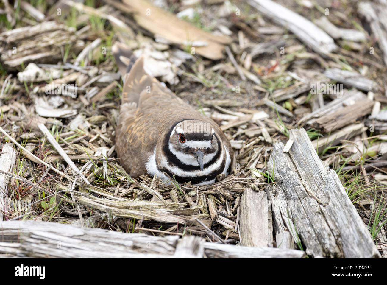Il nido degli uccelli di Killdeer a Vancouver BC Canada Foto Stock