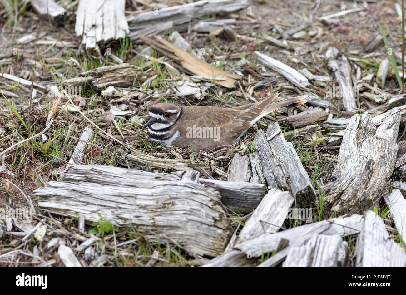 Il nido degli uccelli di Killdeer a Vancouver BC Canada Foto Stock