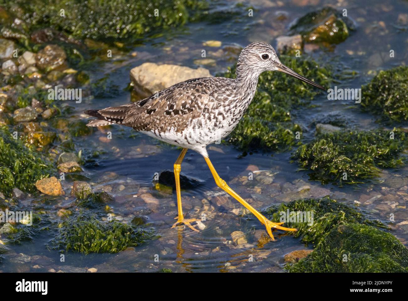 Shore Bird Greater Yellowleg a Vancouver BC Canada Foto Stock