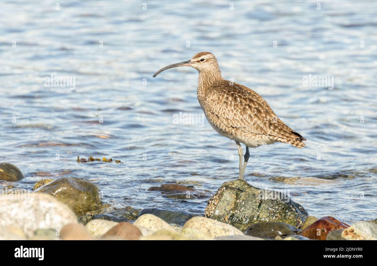 Shore Bird Whimbrel a Vancouver BC Canada Foto Stock