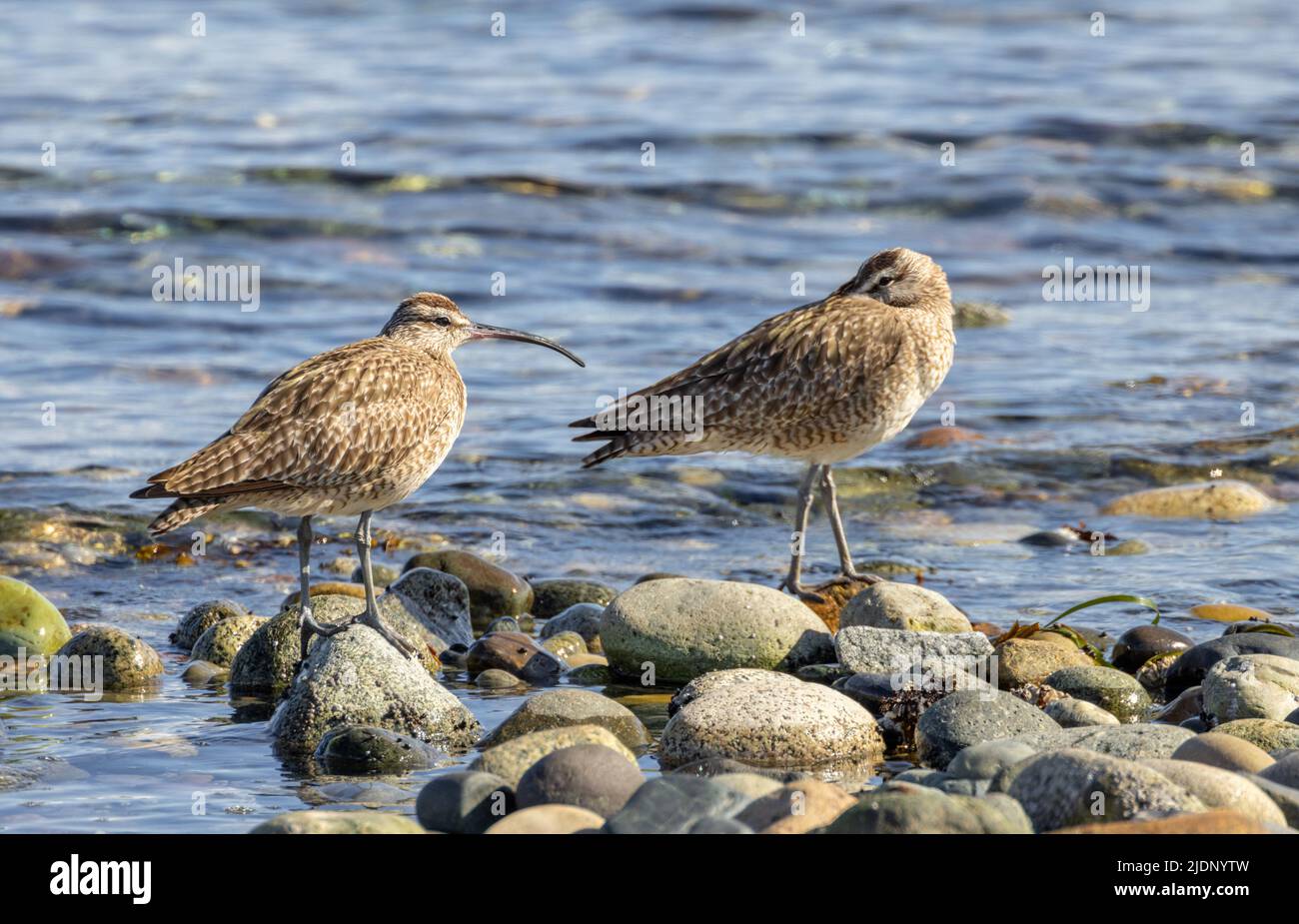 Shore Bird Whimbrel a Vancouver BC Canada Foto Stock