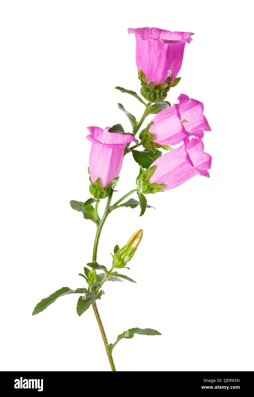 Campanula fiori medi isolati su sfondo bianco. Fiori rosa Canterbury campane o campanella fiore Foto Stock