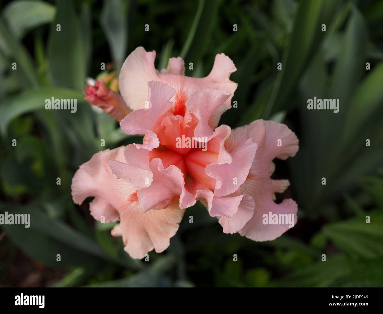Mirabile iride rosa pallido (Iris barbatula) in un giardino a Ottawa, Ontario, Canada. Foto Stock
