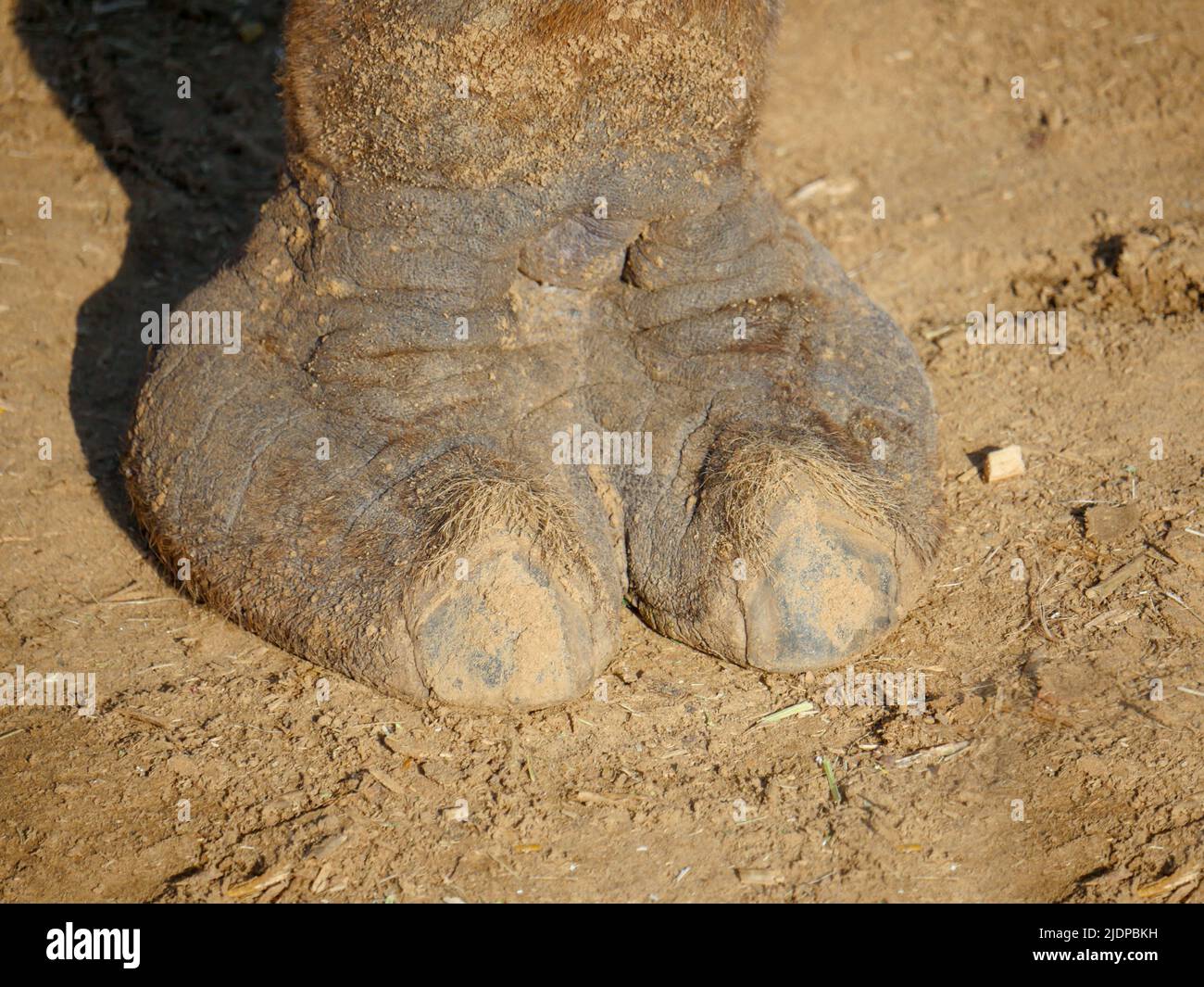 Foto ravvicinata dei peli di Indian Camel TOE Foto Stock