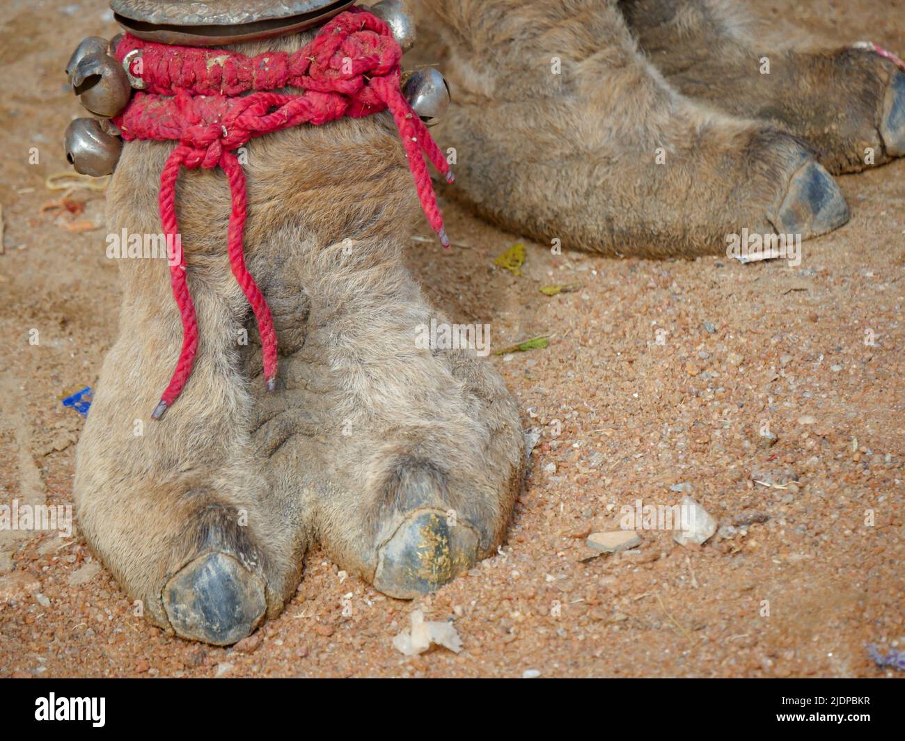 Foto ravvicinata dei peli di Indian Camel TOE Foto Stock
