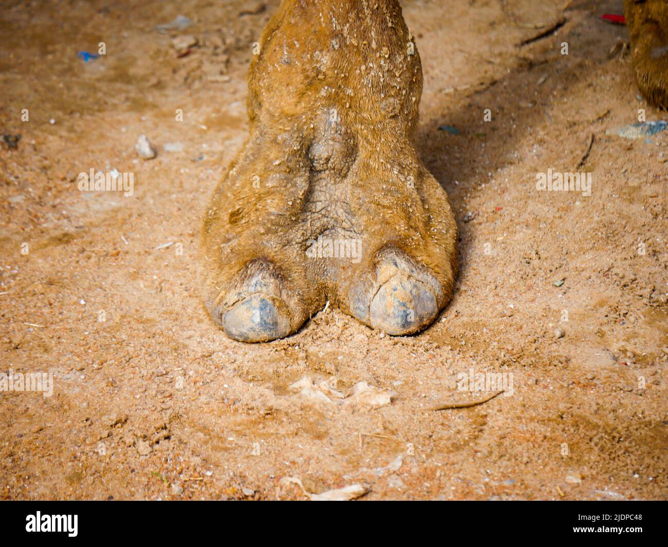 Foto ravvicinata dei peli di Indian Camel TOE Foto Stock