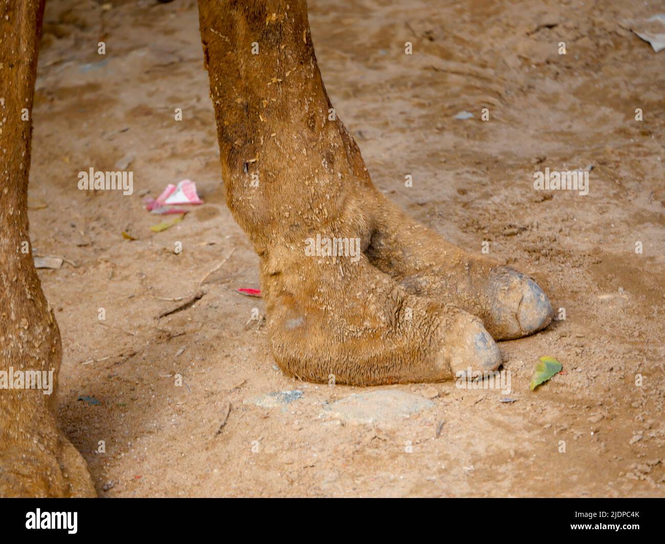 Foto ravvicinata dei peli di Indian Camel TOE Foto Stock