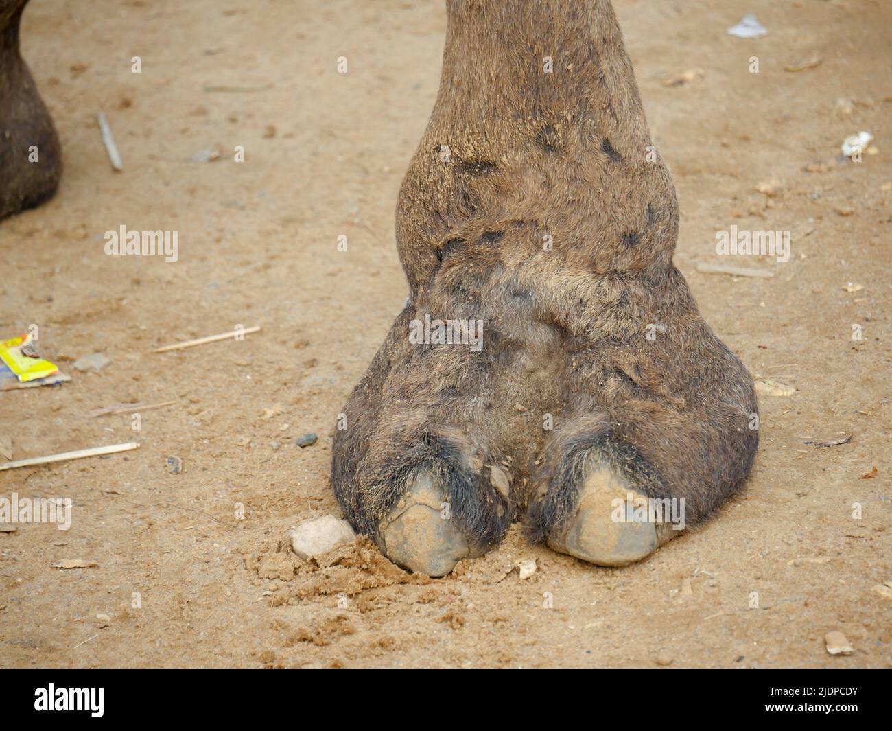 Foto ravvicinata dei peli di Indian Camel TOE Foto Stock