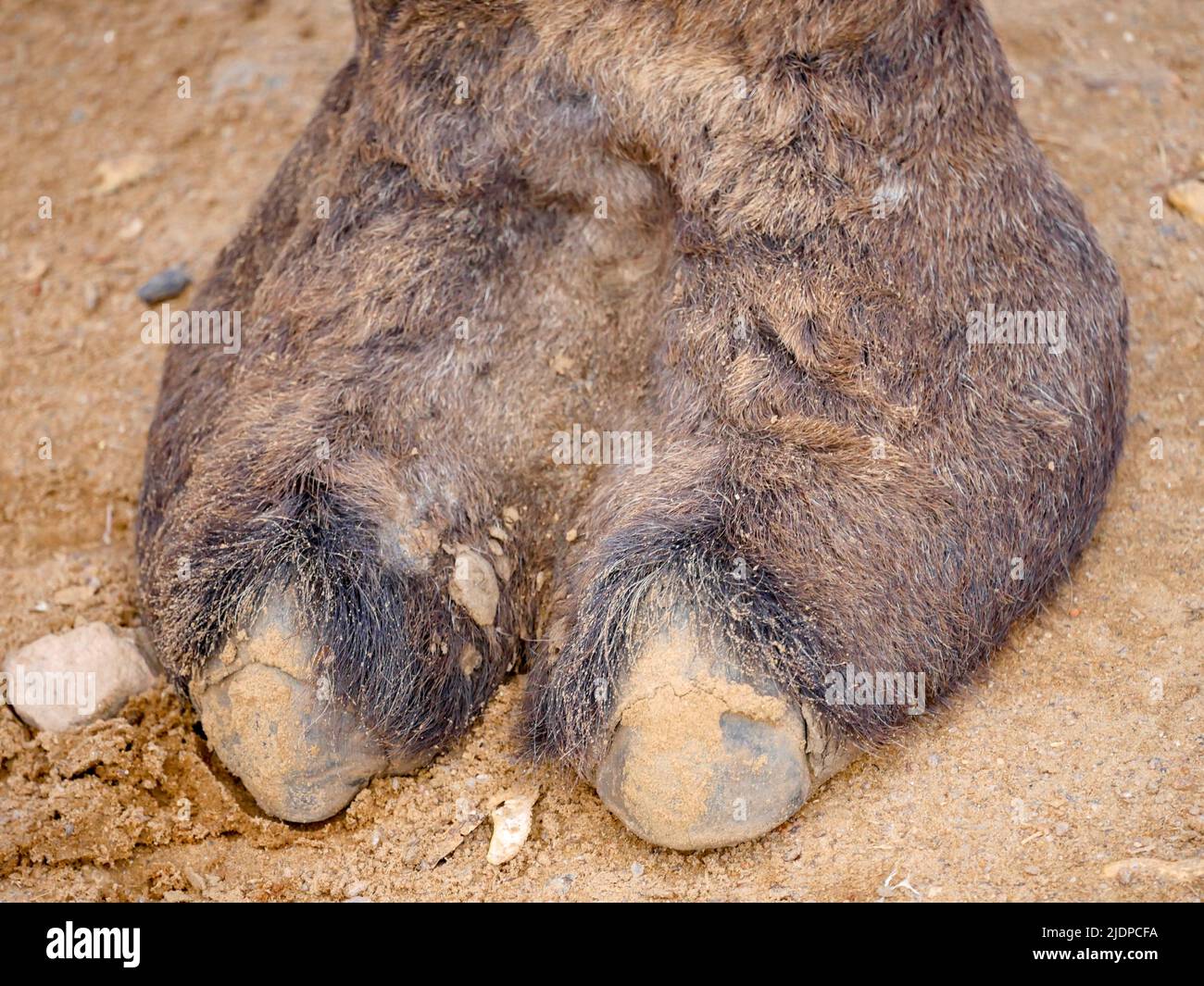 Foto ravvicinata dei peli di Indian Camel TOE Foto Stock