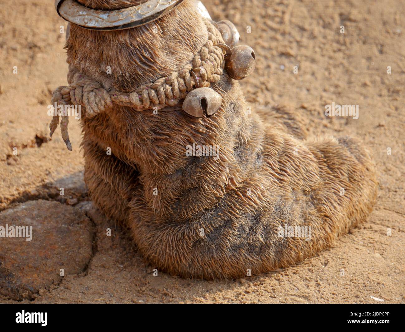 Foto ravvicinata dei peli di Indian Camel TOE Foto Stock