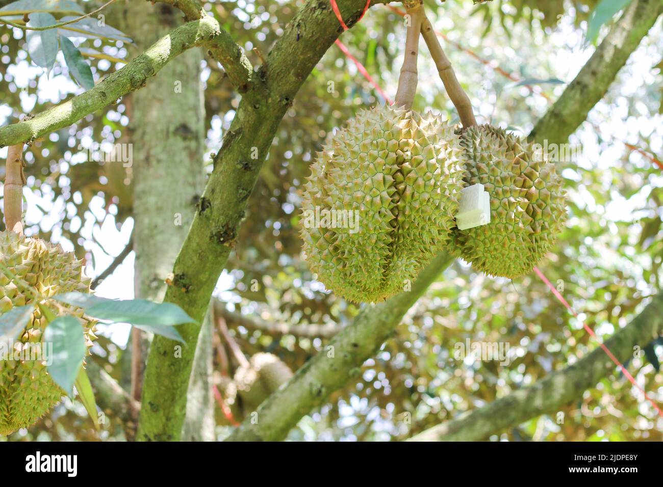 Durian da Sisaket, Thailandia ha un sapore unico perché è cresciuto su un terreno ricco di potassio da un'eruzione vulcanica. "Volcano Durian" Foto Stock
