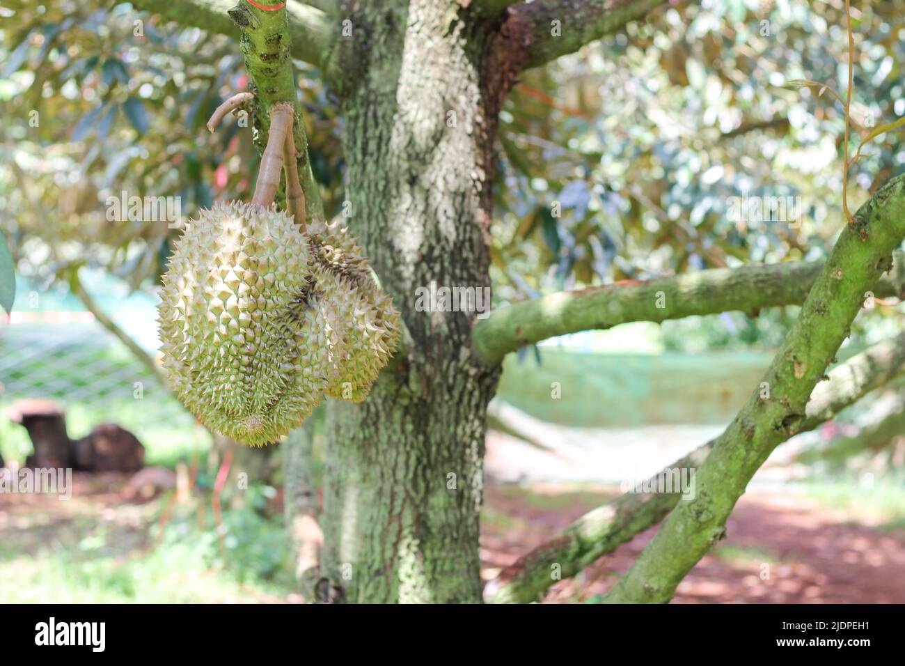 Durian da Sisaket, Thailandia ha un sapore unico perché è cresciuto su un terreno ricco di potassio da un'eruzione vulcanica. "Volcano Durian" Foto Stock