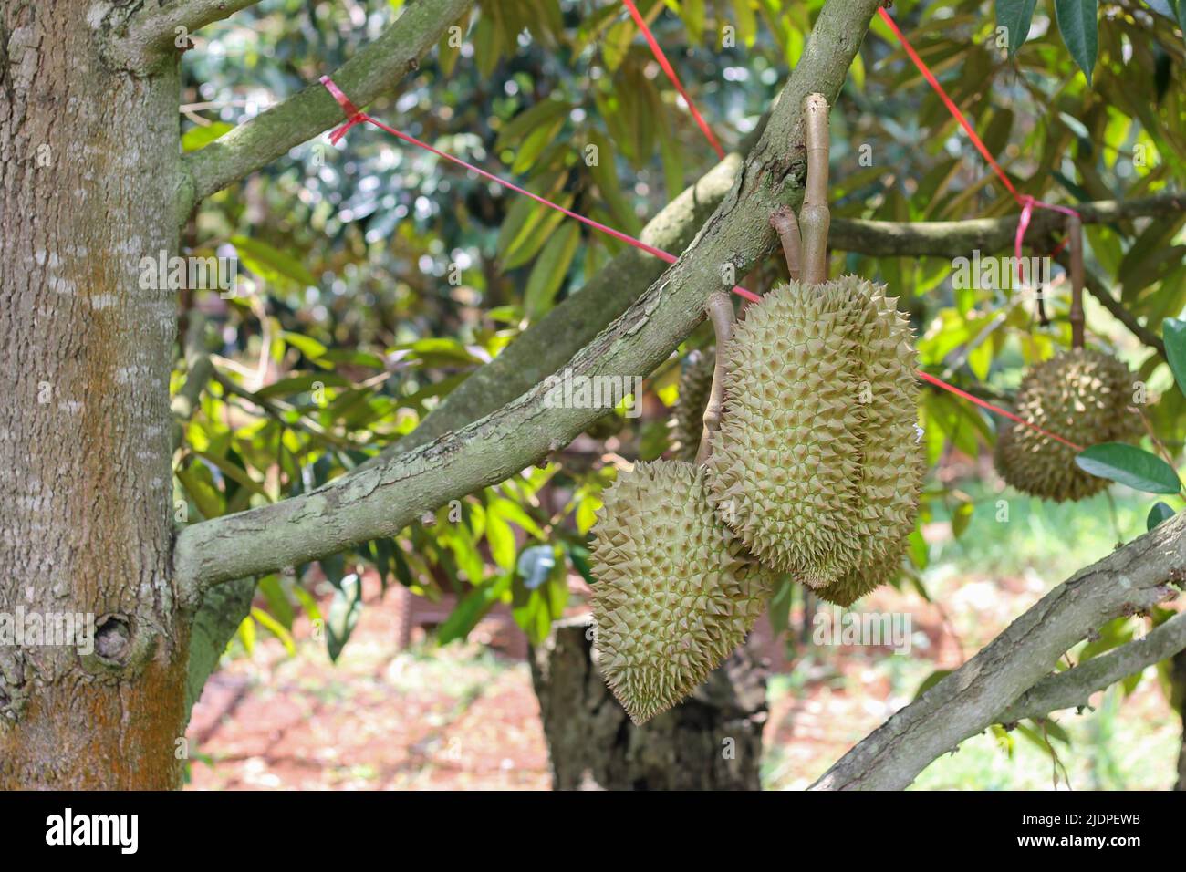 Durian da Sisaket, Thailandia ha un sapore unico perché è cresciuto su un terreno ricco di potassio da un'eruzione vulcanica. "Volcano Durian" Foto Stock