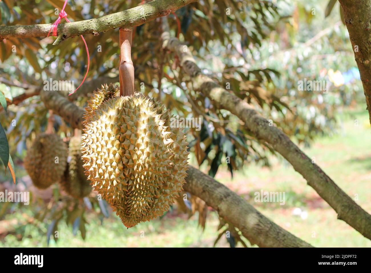 Durian da Sisaket, Thailandia ha un sapore unico perché è cresciuto su un terreno ricco di potassio da un'eruzione vulcanica. "Volcano Durian" Foto Stock