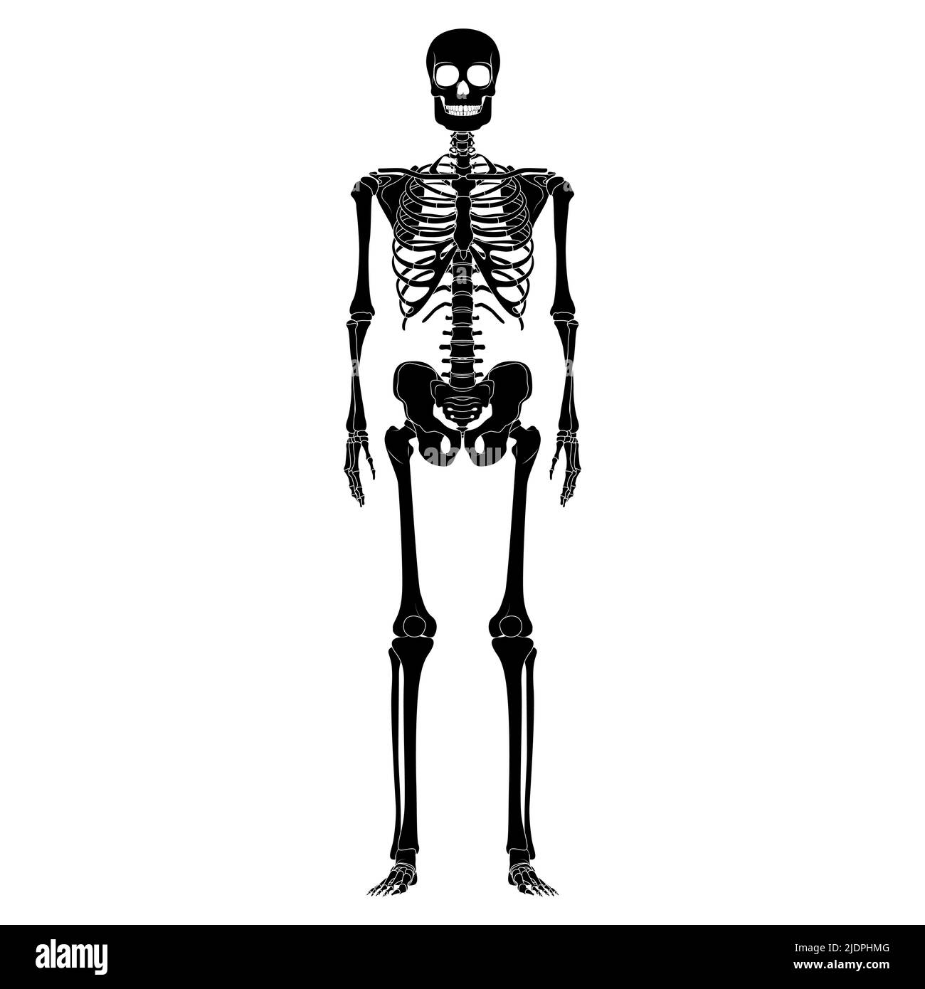 Scheletro ossa del corpo di silhouette umana - mani, cassettoni, teste, vertebre, pelvi, Cosce vista anteriore anteriore ventrale piano di colore nero concetto vettoriale illustrazione di anatomia isolata su sfondo bianco Illustrazione Vettoriale