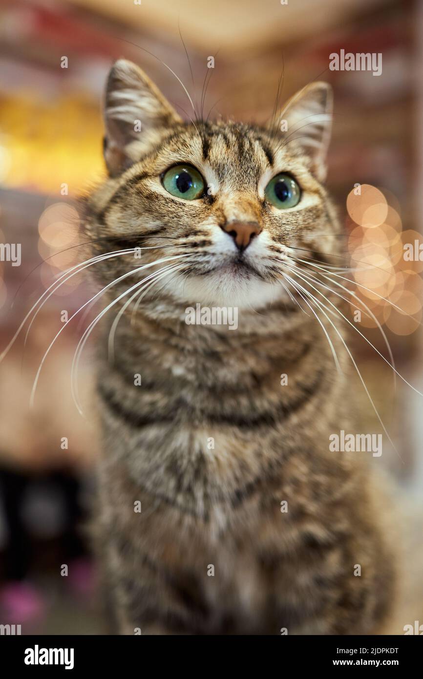 Close-up di European Shorthair cat, 9 mesi di età Foto Stock