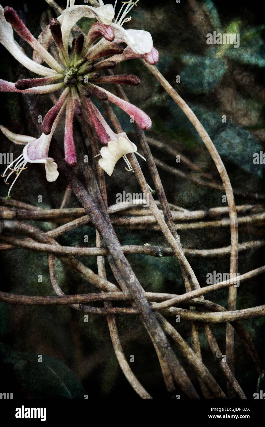 Fiore e viti a nido d'ape che creano un motivo, con una texture scura e moody, profumo ct per una copertina del libro. Foto Stock