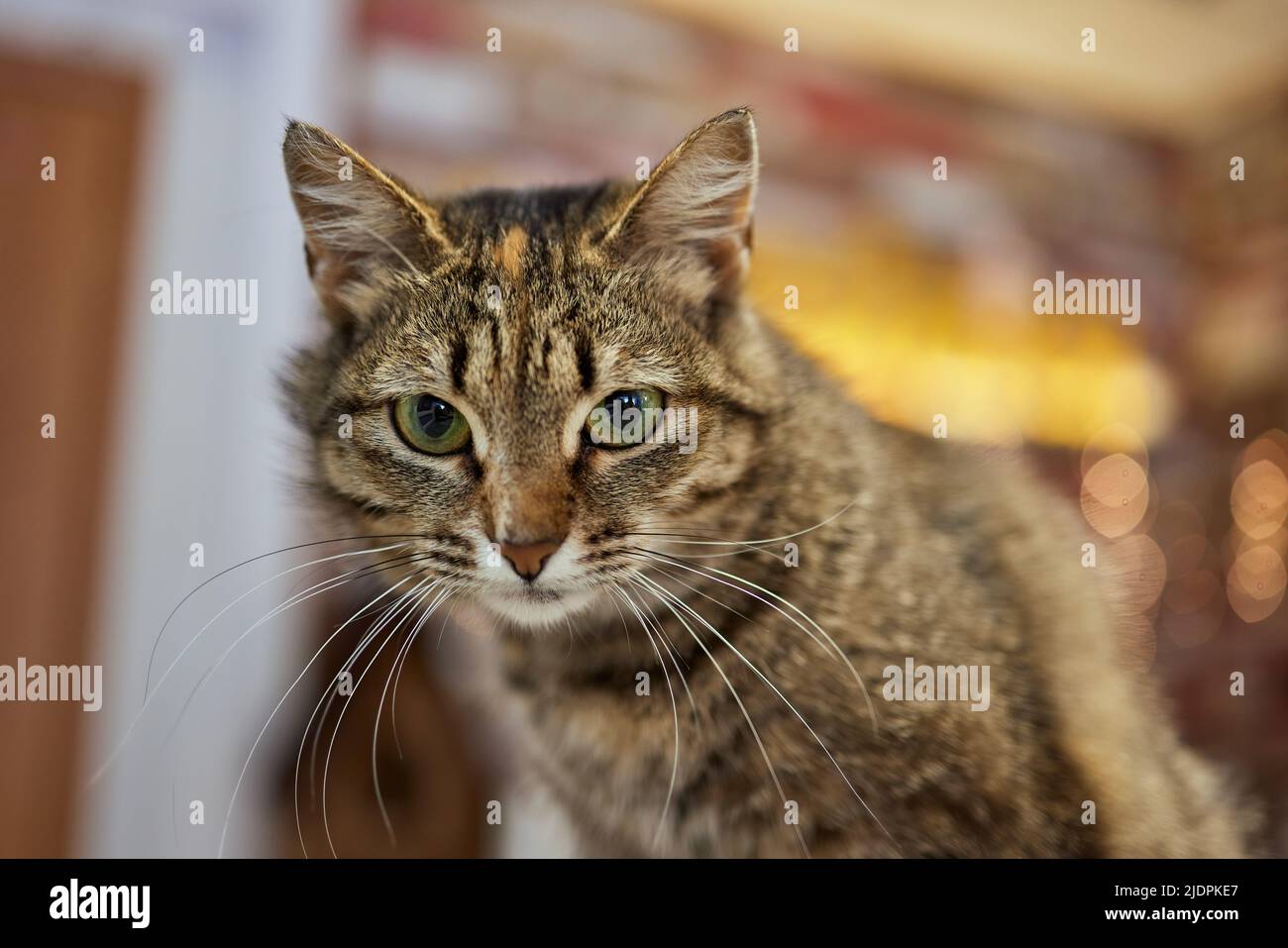 Close-up di European Shorthair cat, 9 mesi di età Foto Stock