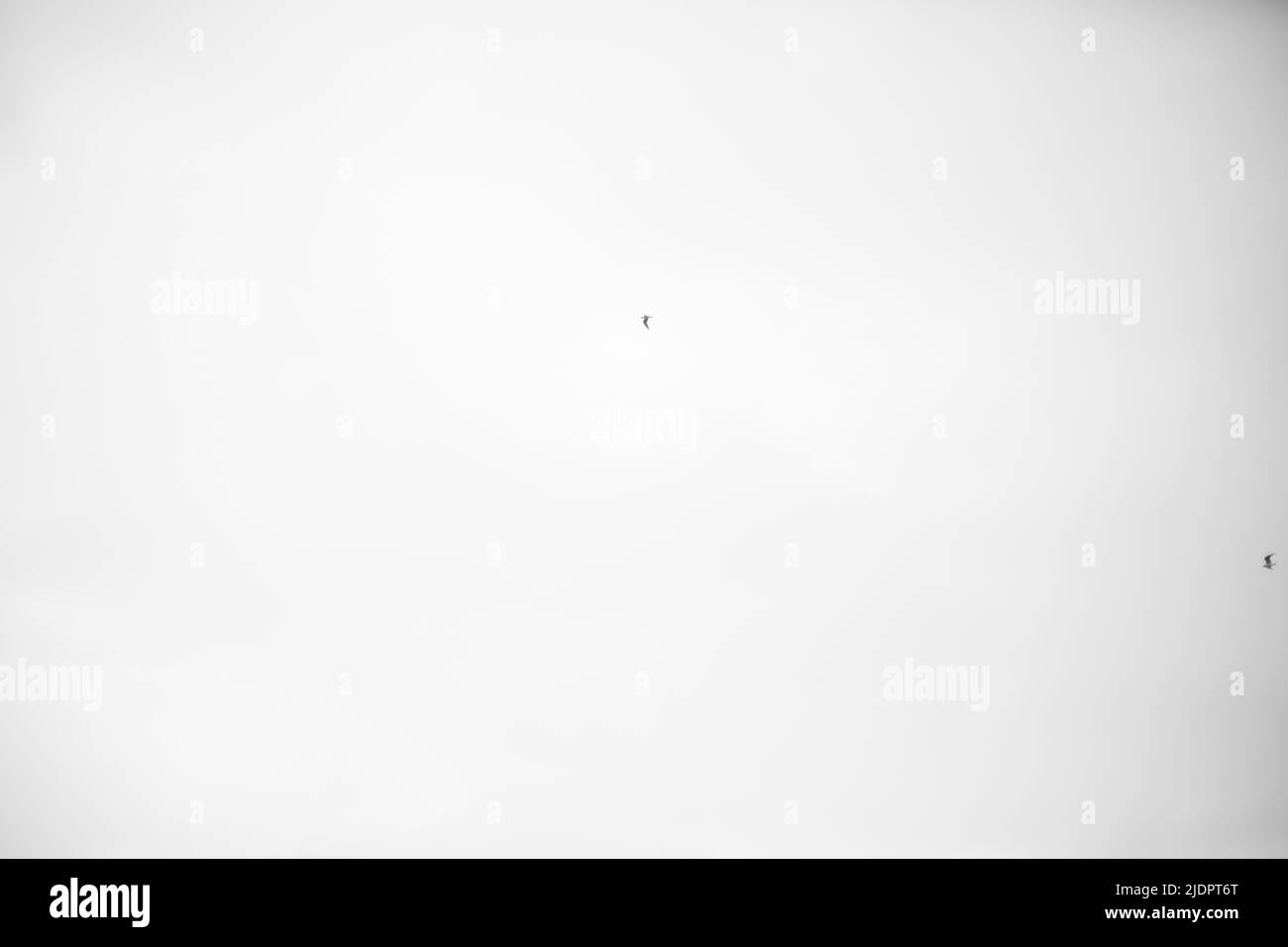 Due piccoli uccelli in cielo grigio. Volo di uccello. Dettagli sulla durata dell'aria. Foto Stock