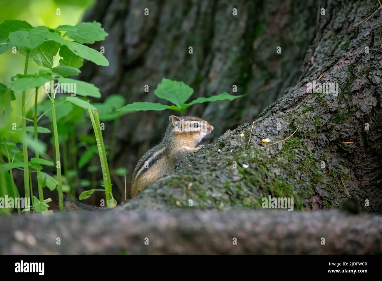 Il giovane chippunk orientale. È una specie di chippunk trovata nell'America del Nord orientale Foto Stock