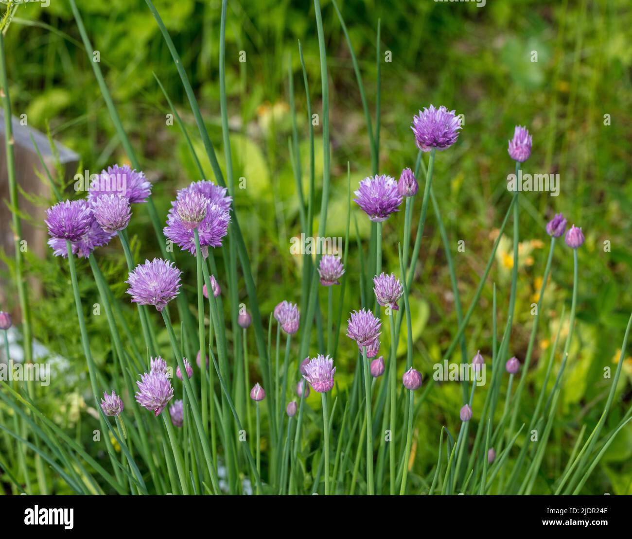 Erba cipollina, Gräslök (Allium schoenoprasum) Foto Stock