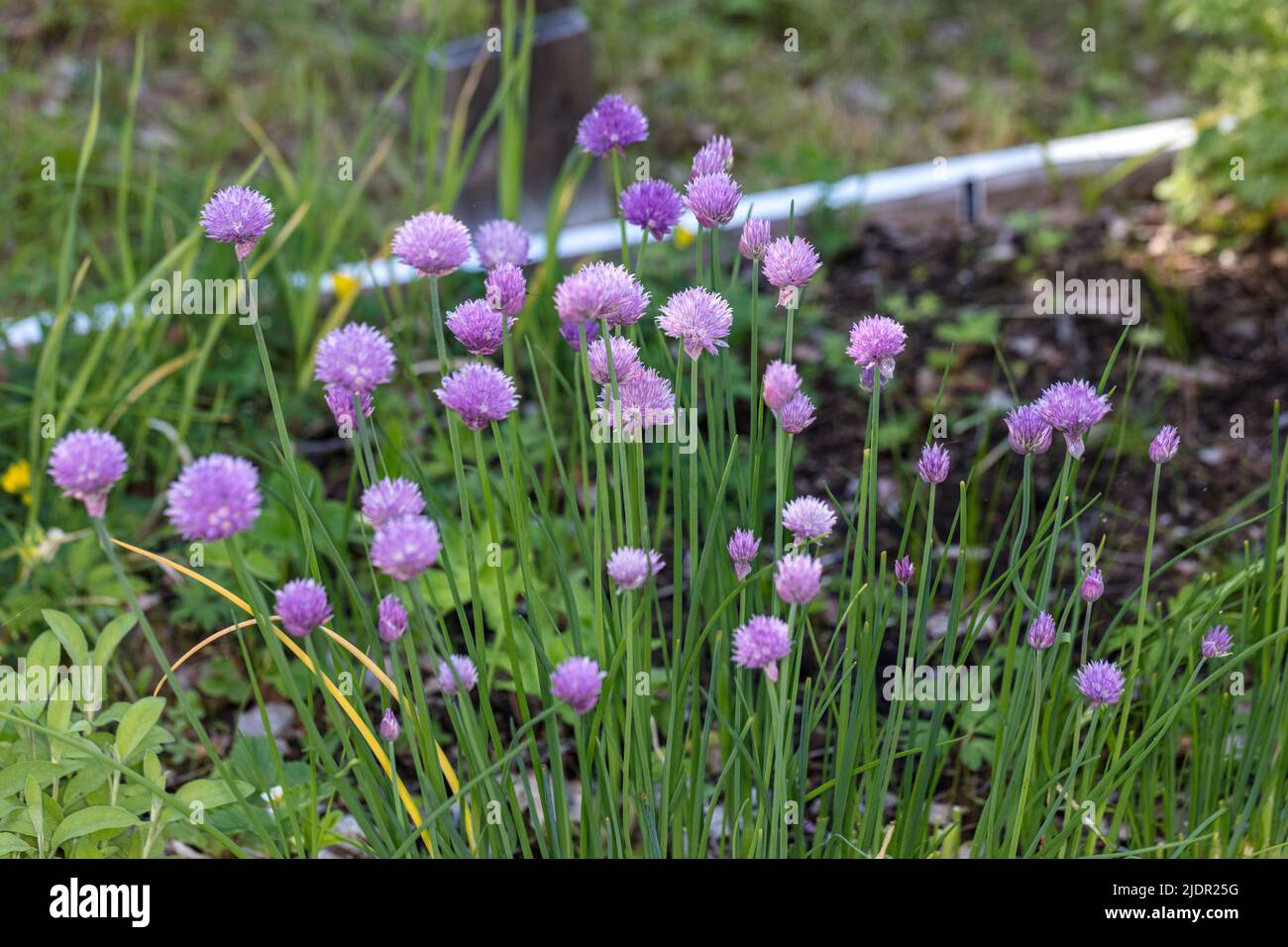 Set di 3 Allium Viola in Metallo Decorazione Giardino Fiore Decorazione per piante paletti 