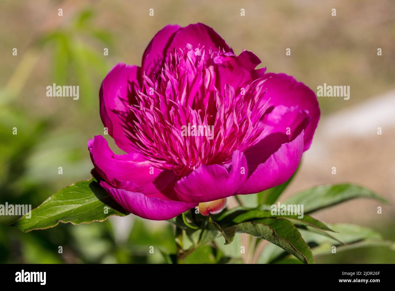 'Viola Spider' comune giardino peonia, Luktpion (Paeonia lactiflora) Foto Stock