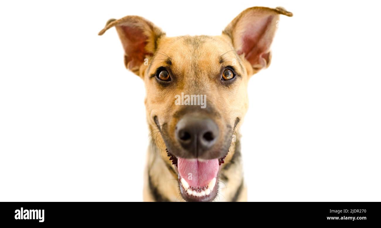Un cane felice eccitato è isolato su uno sfondo bianco. Foto Stock