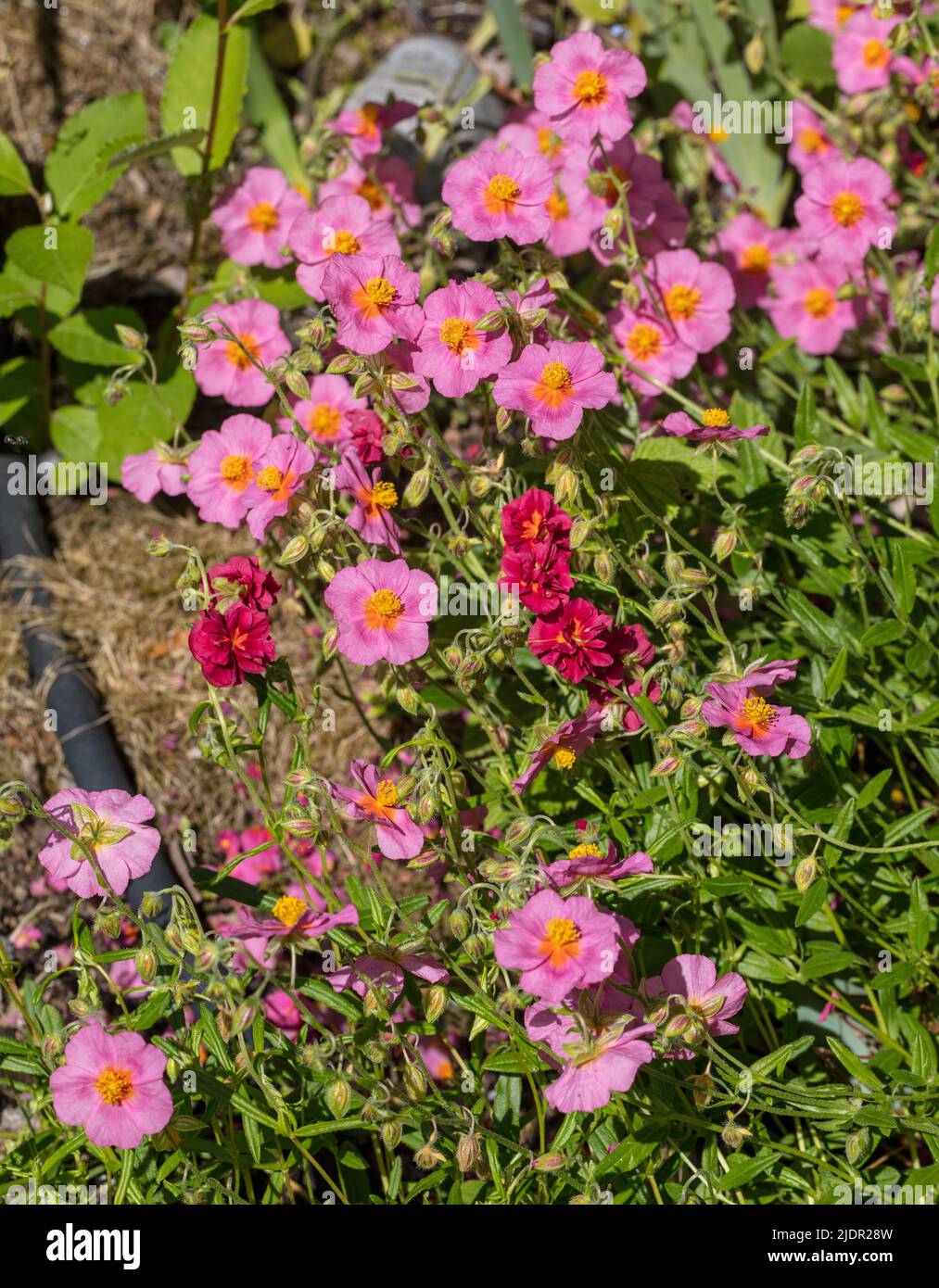 "Lawrenson's Pink" Rock Rose, Solvända (Helianthemum Hybrid) Foto Stock