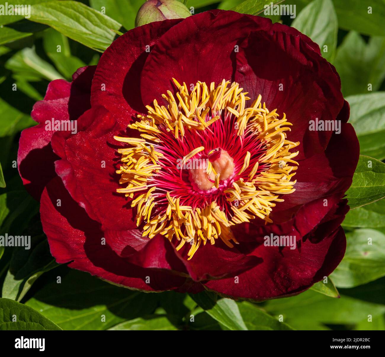 "Chocolate Soldier" Peonia comune da giardino, Luktpion (Paeonia officinalis x lactiflora) Foto Stock