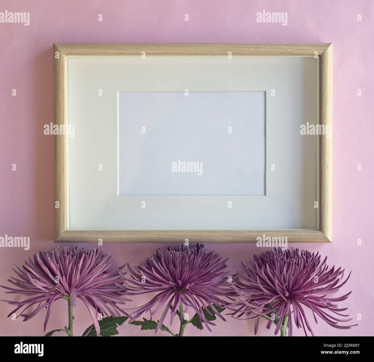 Cornice mockup con fiori di crisantemo su sfondo rosa. Foto Stock