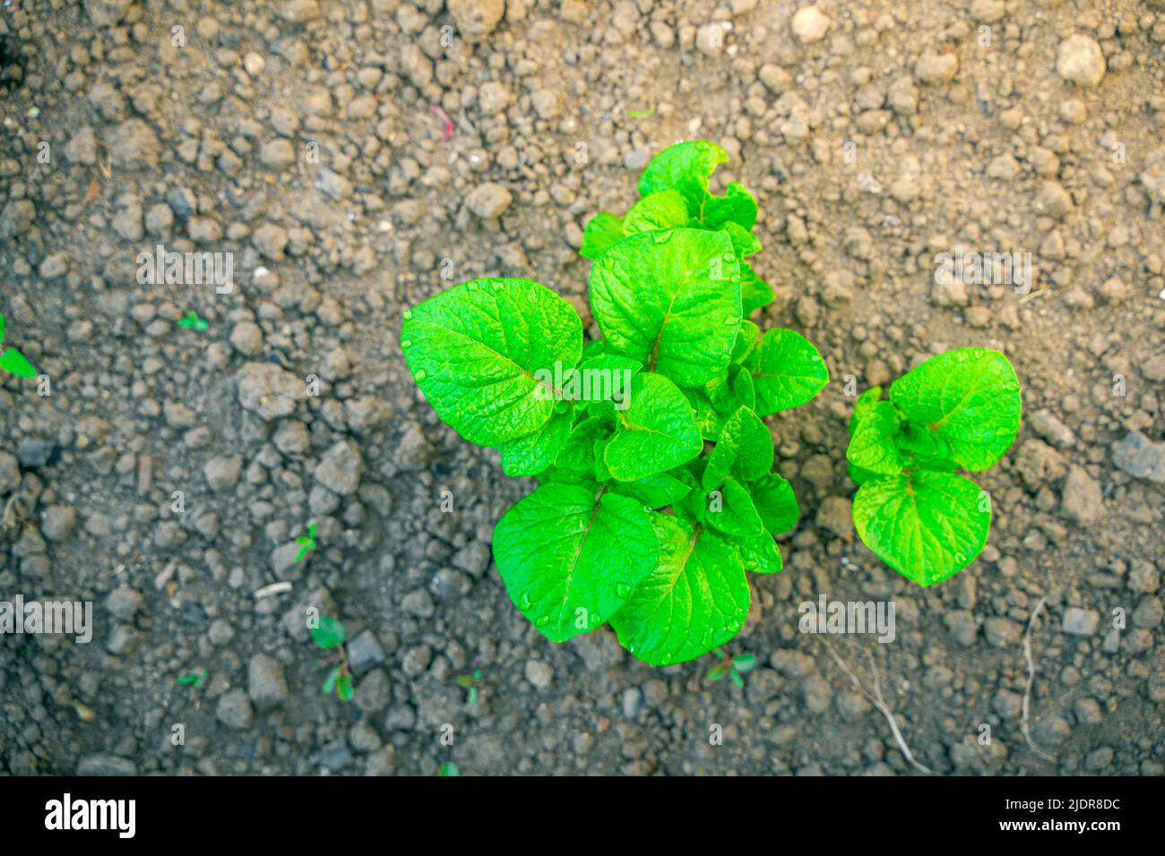 Cespuglio di patate con foglie giovani verdi saturate primo piano, vista dall'alto. Patata foglia morso dal Colorado patate coleotteri Foto Stock