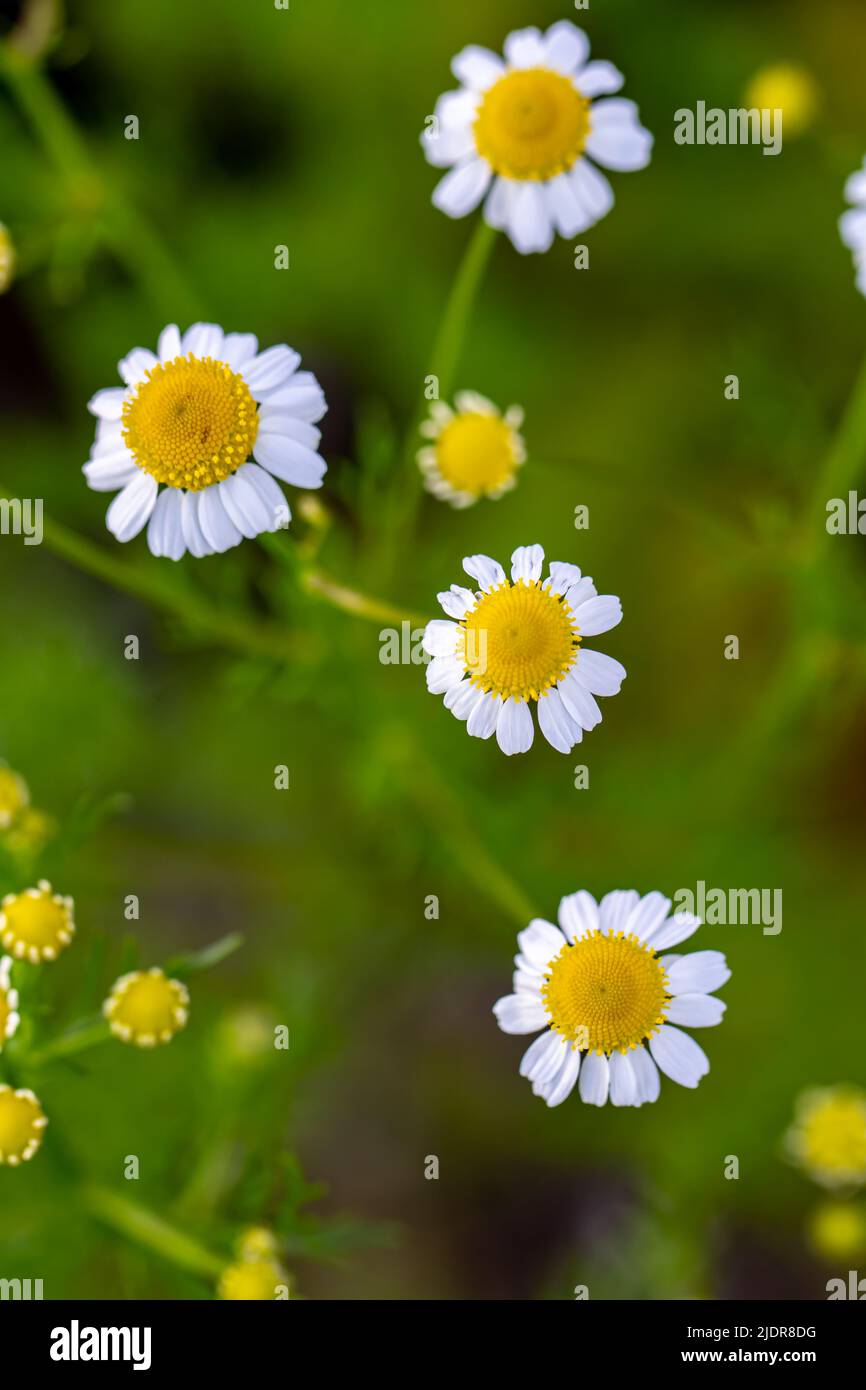 Matricaria chamomilla che cresce nel prato Foto Stock
