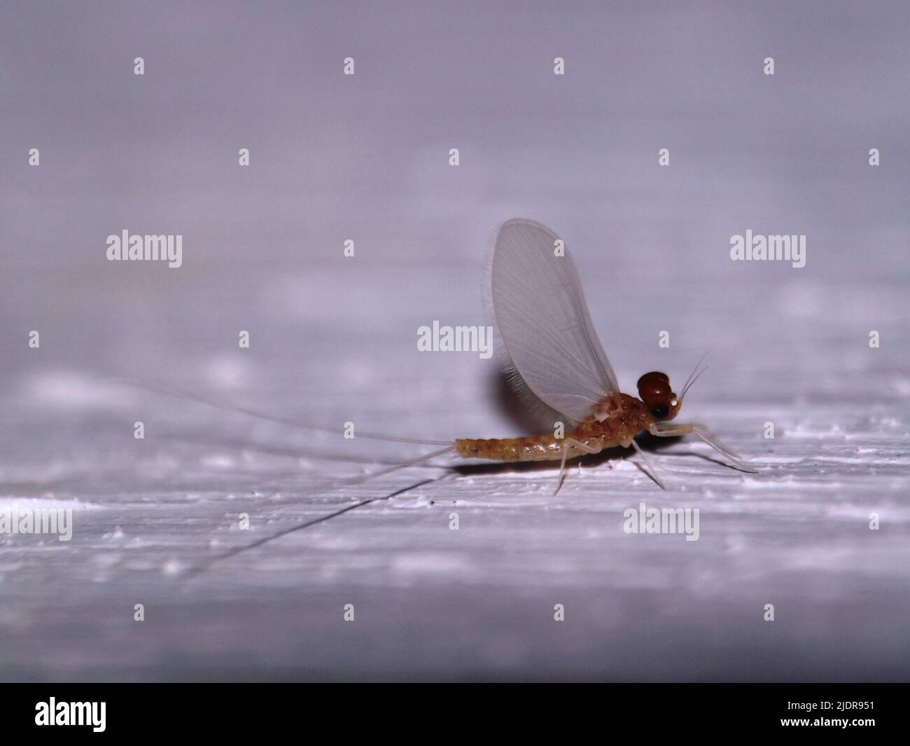 Mayfly (Ordine Ephemeroptera) dalle giungle del Belize, America Centrale isolato su uno sfondo bianco naturale Foto Stock