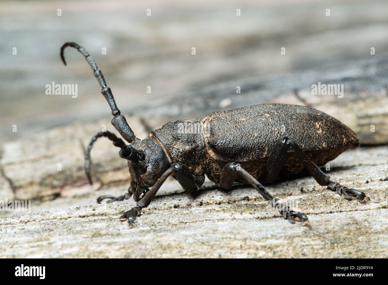 Coleottero di tessitore a corna lunga (Lamia textor) su un tronco di albero secco in una pineta Foto Stock