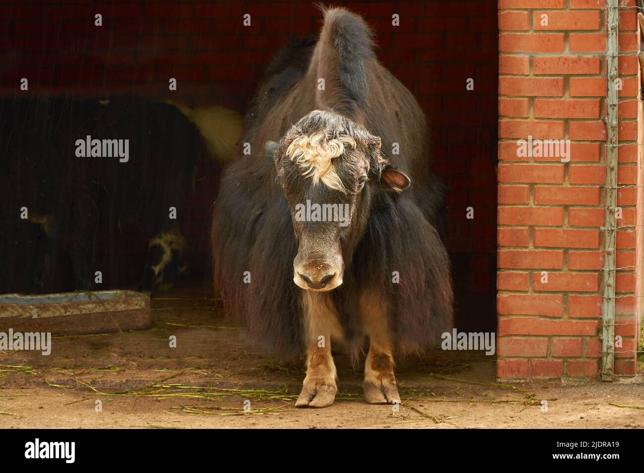 Bos grunniens. Una femmina yak domestico si trova in un Corral Foto Stock