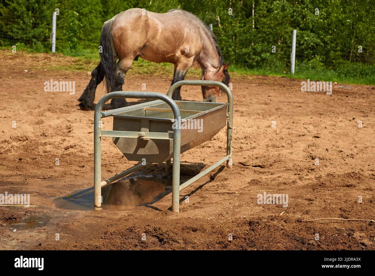 Vasca in metallo per annaffiare cavalli in levada sullo sfondo di un cavallo da pascolo Foto Stock