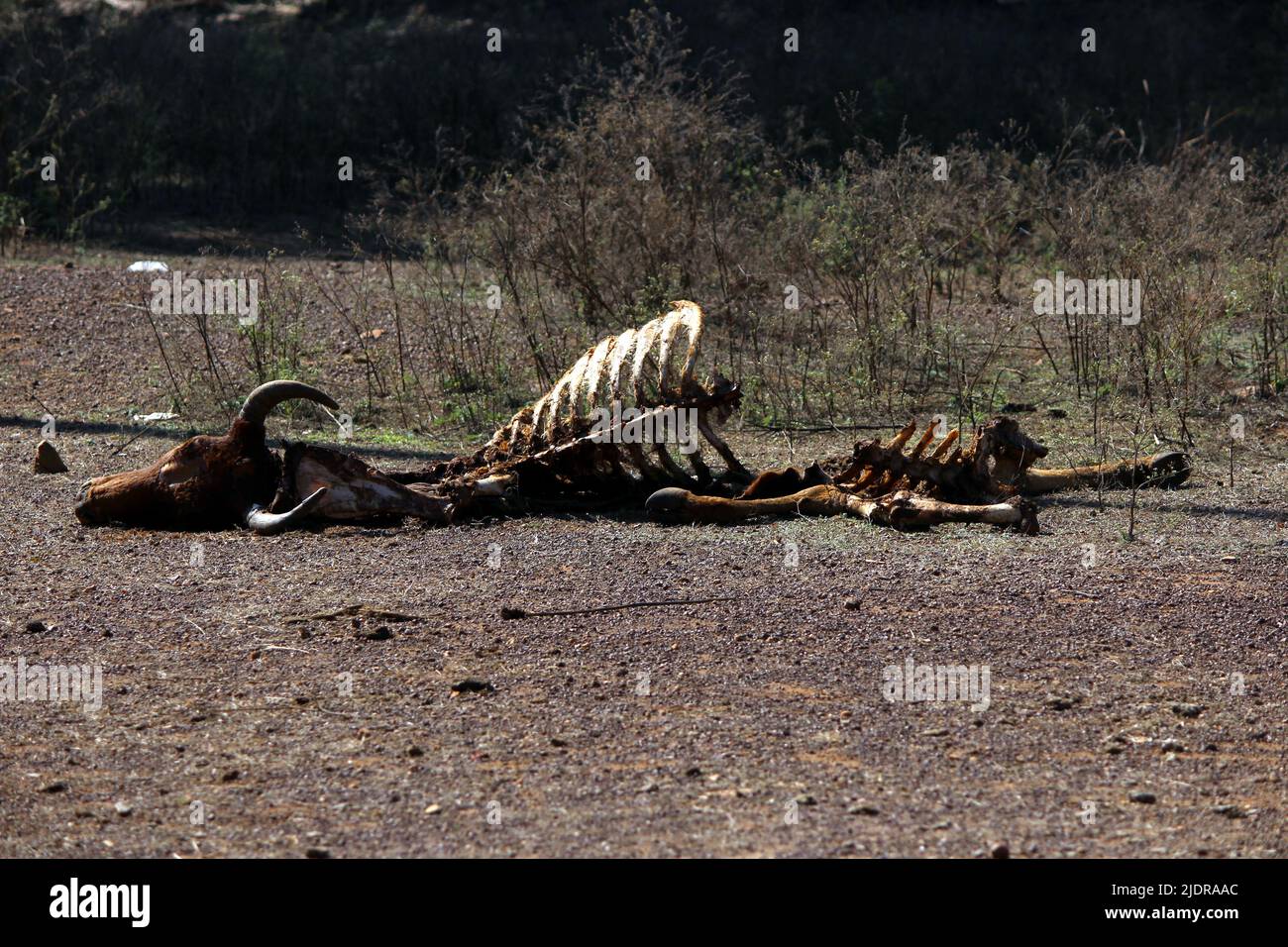 morte animale mucca scheletro legge giù sulla strada Foto Stock