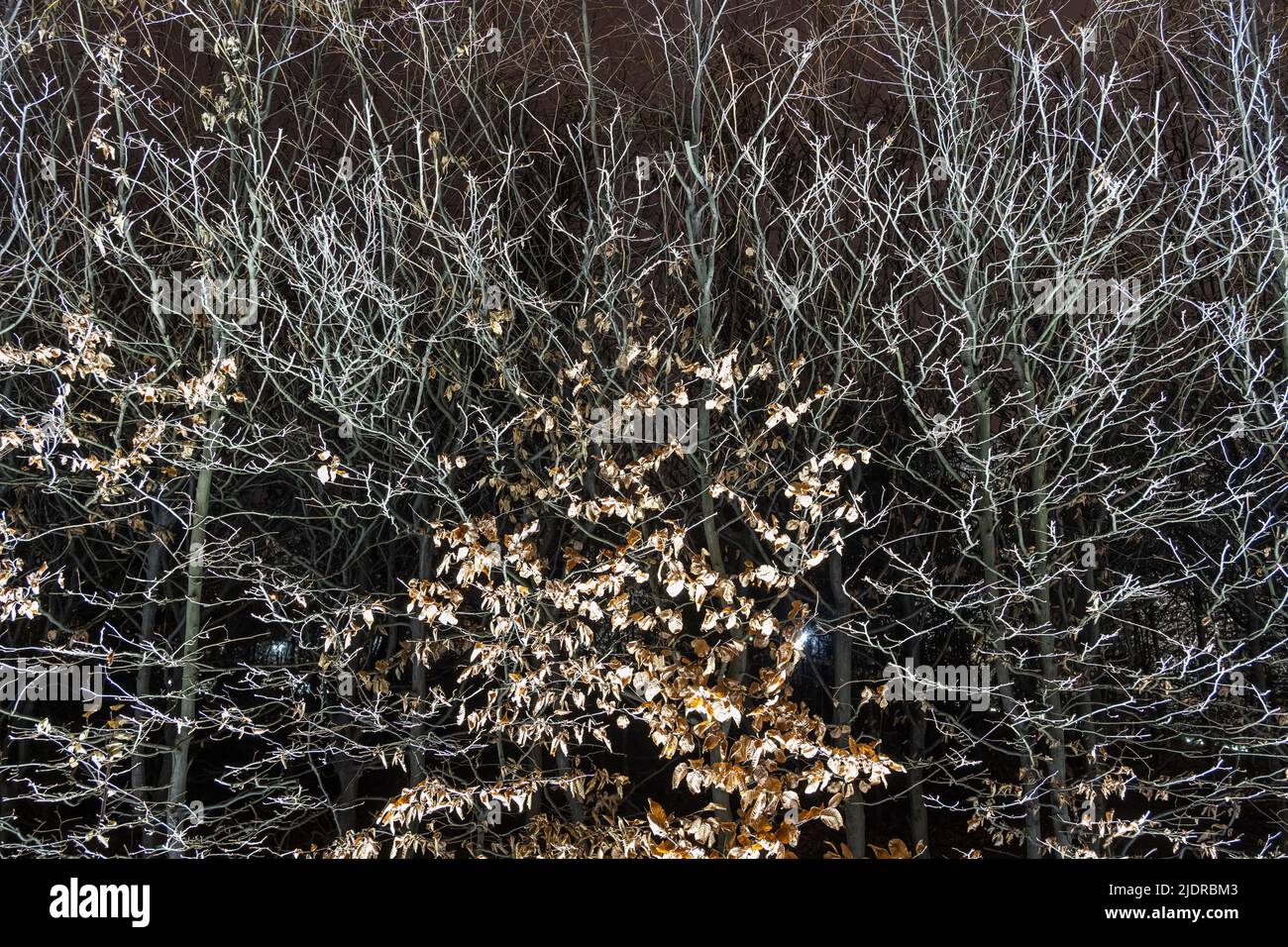 Astratto muro vivente fatto di alberi decidui in inverno illuminato di notte in un parco. Foto Stock