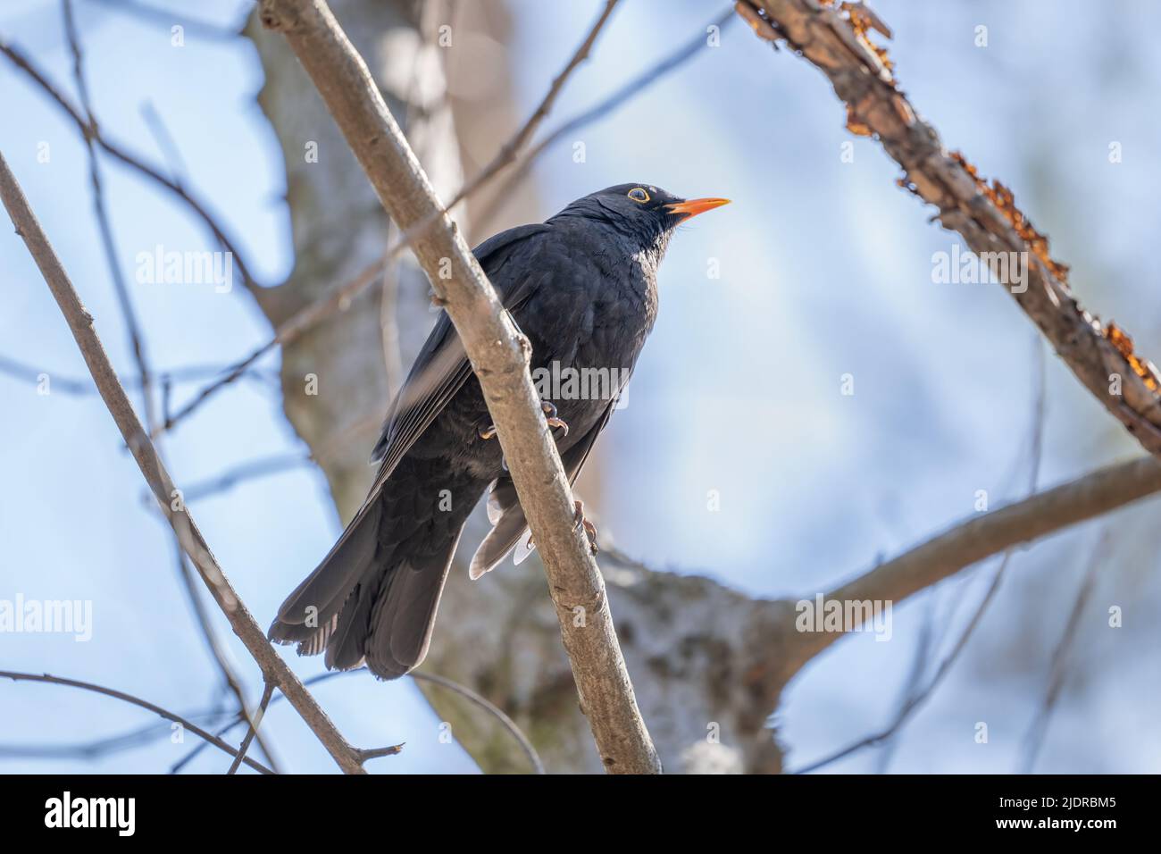 Il comune Blackbird (Turdus merula) o Eurasian Blackbird, maschio vero mughetto nel genere Turdus, famiglia Turdidae. Foto Stock