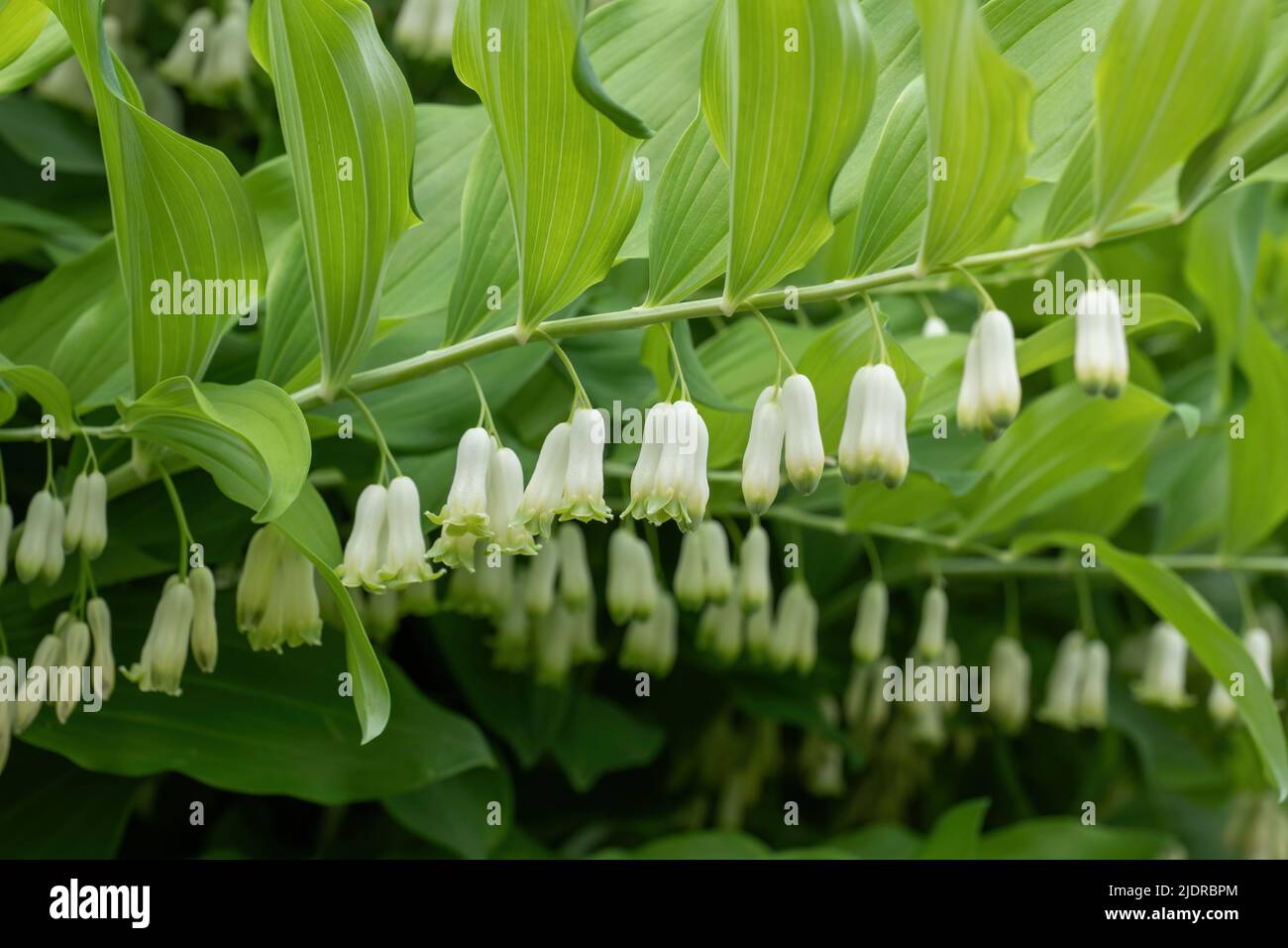 Polygonatum giganteum fiori bianchi, sigillo gigante Salomone (Polygonatum canaliculatum, P. biflorum), pianta erbacea perenne con fiori bianchi nel Foto Stock