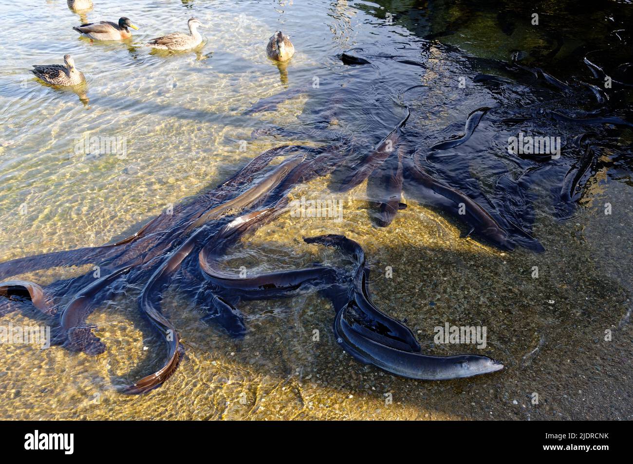 Le anguille Longfin sono endemiche della Nuova Zelanda. Questi si riuniscono nei pressi di un piccolo molo sul lago Rotoiti nei laghi Nelson in Nuova Zelanda Foto Stock