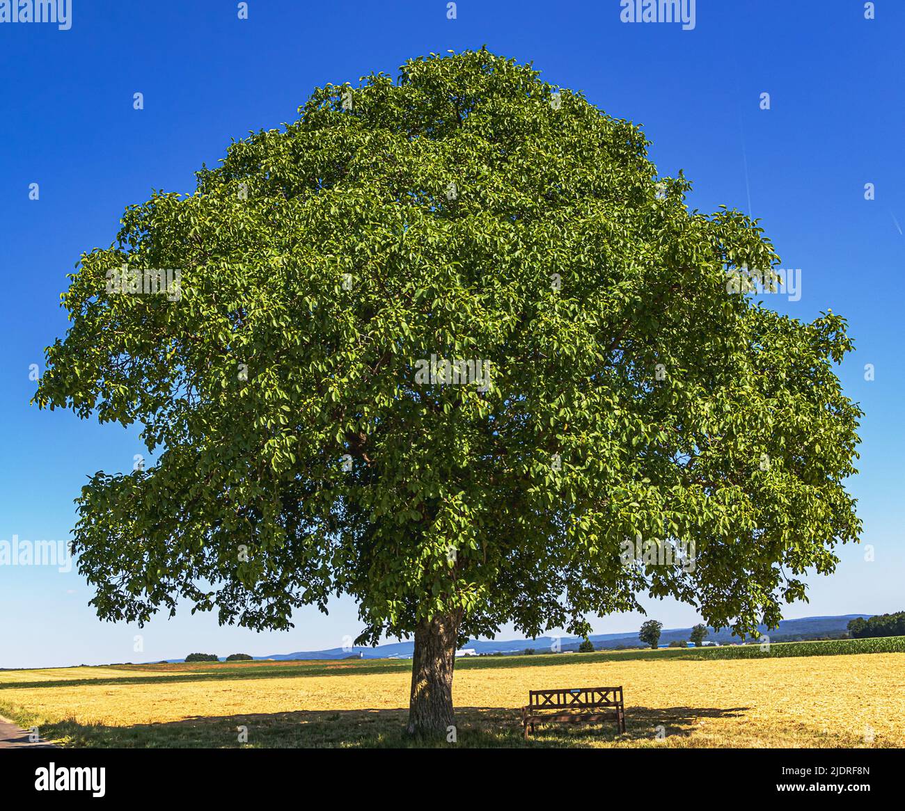 Paesaggio con enorme albero di noce vecchio (Juglans regia) nel mezzo di campi agricoli a metà estate. Assia, Germania Foto Stock