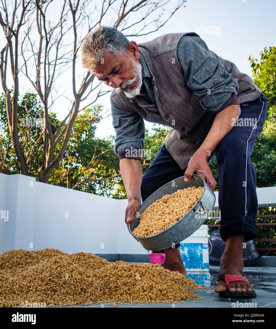 Dehradun City Uttarakhand India. Marzo 21st, 2022. Uomo indiano che lavorazione grano post-raccolto. Processo di bagnatura ed essiccazione. Foto Stock